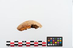Foto von Elfenbeinschwertknauf (NHMW-PRAE-024490a1)